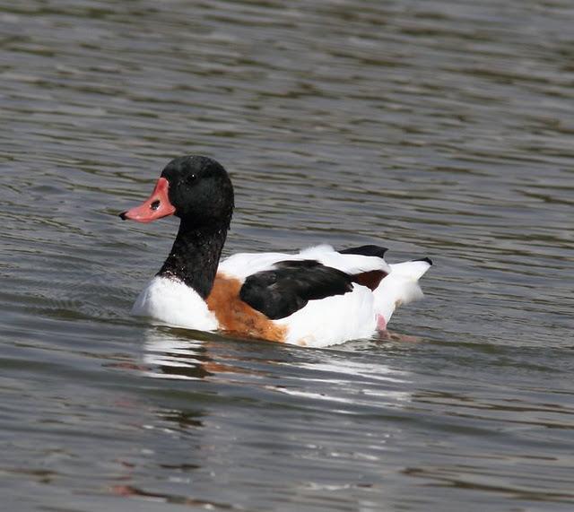 LA VUELTICA POR LAS TABLAS DE DAIMIEL-ANÁTIDAS