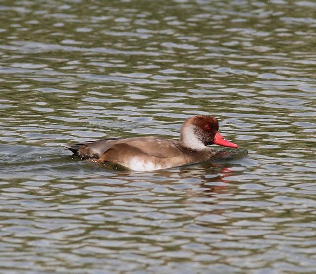 LA VUELTICA POR LAS TABLAS DE DAIMIEL-ANÁTIDAS