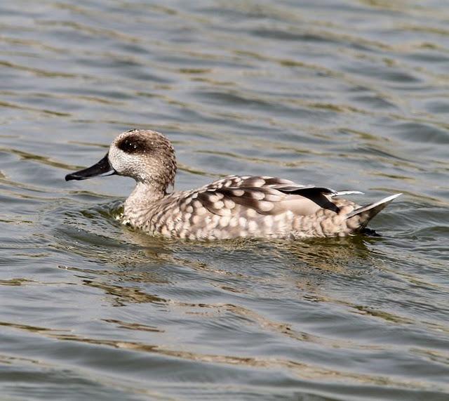LA VUELTICA POR LAS TABLAS DE DAIMIEL-ANÁTIDAS