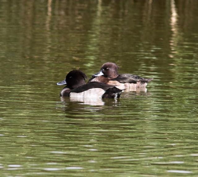 LA VUELTICA POR LAS TABLAS DE DAIMIEL-ANÁTIDAS