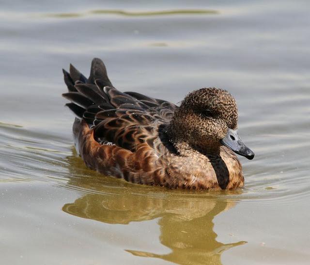 LA VUELTICA POR LAS TABLAS DE DAIMIEL-ANÁTIDAS