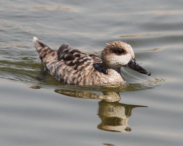 LA VUELTICA POR LAS TABLAS DE DAIMIEL-ANÁTIDAS