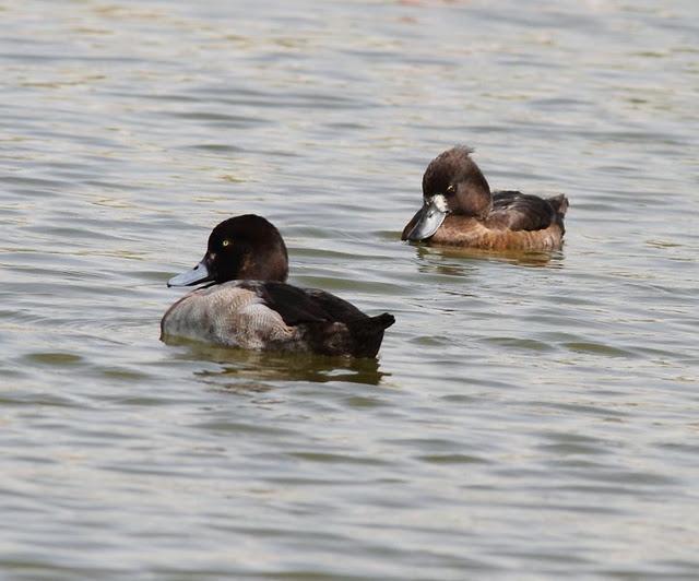 LA VUELTICA POR LAS TABLAS DE DAIMIEL-ANÁTIDAS