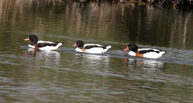 LA VUELTICA POR LAS TABLAS DE DAIMIEL-ANÁTIDAS