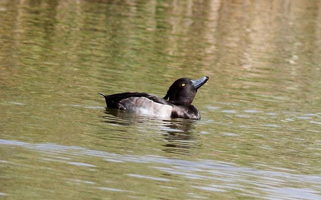 LA VUELTICA POR LAS TABLAS DE DAIMIEL-ANÁTIDAS