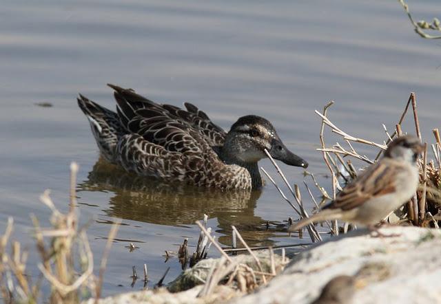 LA VUELTICA POR LAS TABLAS DE DAIMIEL-ANÁTIDAS