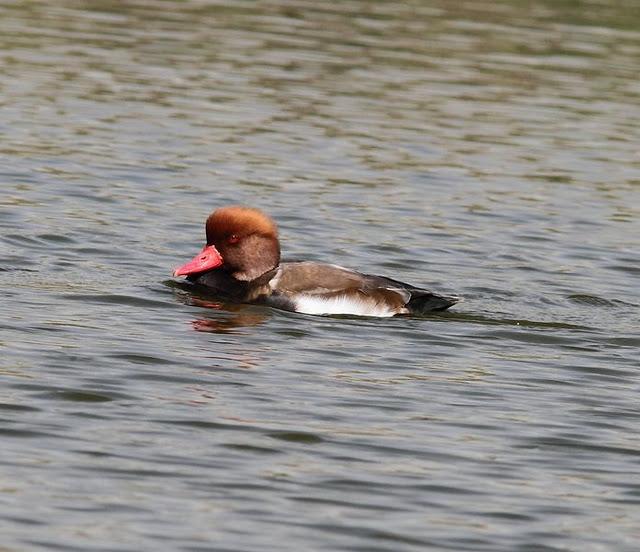 LA VUELTICA POR LAS TABLAS DE DAIMIEL-ANÁTIDAS