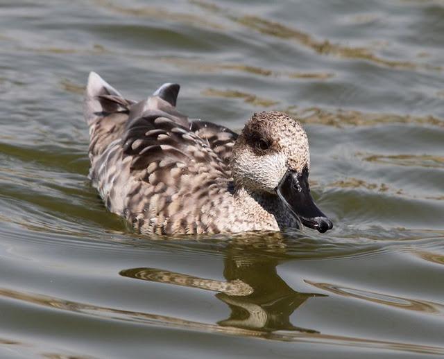 LA VUELTICA POR LAS TABLAS DE DAIMIEL-ANÁTIDAS