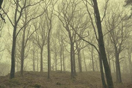 Donde los árboles cantan, de Laura Gallego Photobucket