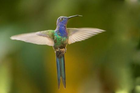 Picaflor tijereta en vuelo