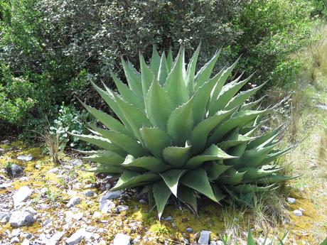 Maguey