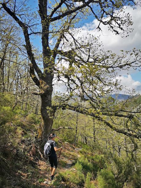 TESO MULAR (Circular desde Tablado) TESO MULAR (Circular desde Tablado)