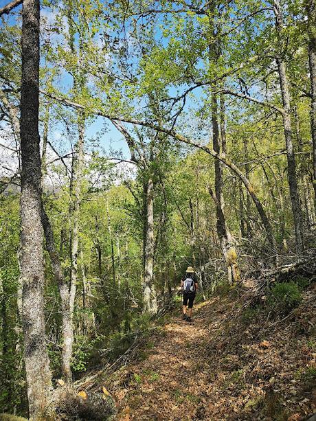 TESO MULAR (Circular desde Tablado) TESO MULAR (Circular desde Tablado)