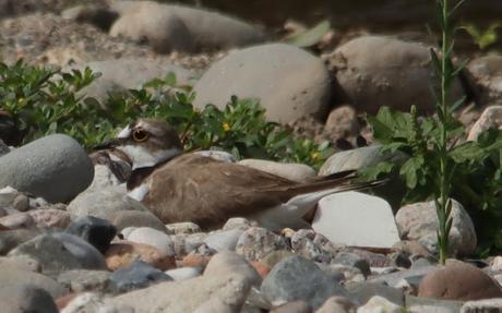 Estamos incubando, no molesten