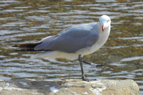 Gaviota de Audouin CDJF