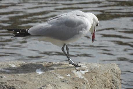 Gaviota de Audouin CDJF