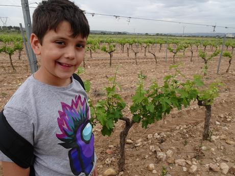 Visita a los Viñedos y la vinícola de Argande del Rey. Madrid