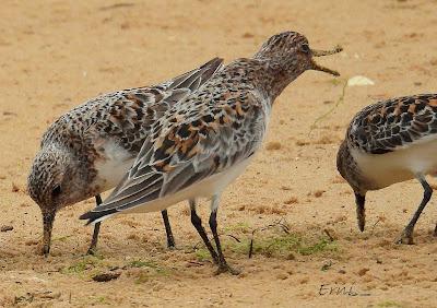 DURANTE LA MIGRACIÓN NO HAY TIEMPO QUE PERDER