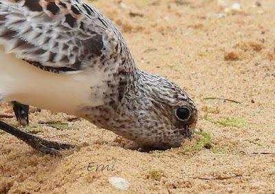 DURANTE LA MIGRACIÓN NO HAY TIEMPO QUE PERDER