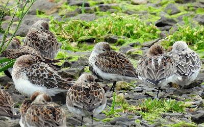 DURANTE LA MIGRACIÓN NO HAY TIEMPO QUE PERDER