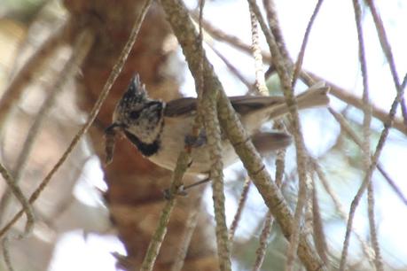 Herrerillo capuchino