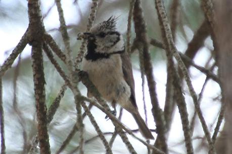 Herrerillo capuchino