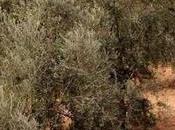 sequía podría problema para olivar