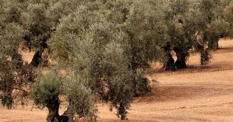 La sequía podría ser un problema para el olivar