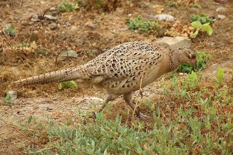 La faisana y su pollo.