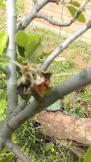 Huerto 2022: El manzano se queda sin flores este año tambien Huerto 2022: El manzano se queda sin flores este año tambien