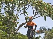 Ventajas poda árboles