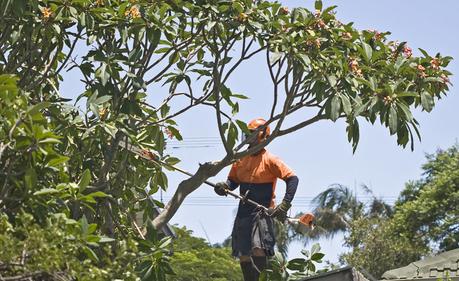Para mantener la salud de los árboles