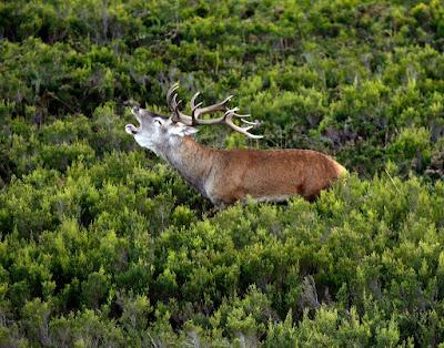 Sierra de la Culebra (Zamora)