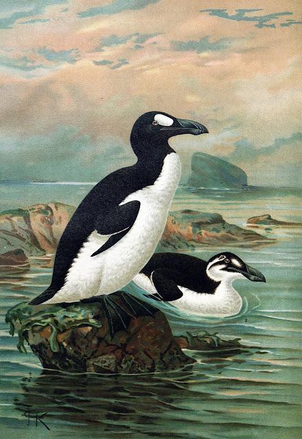 El pingüino original vivía en el norte