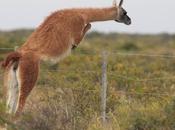 Península Valdés (diciembre 2020) parte