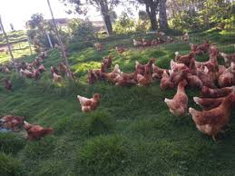 Huevos de gallinas felices