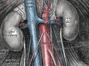 detrás ecografías gratis para detectar enfermedad «silenciosa»