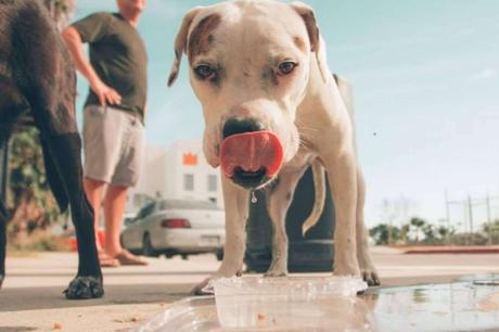 Cómo evitar un golpe de calor en los perros