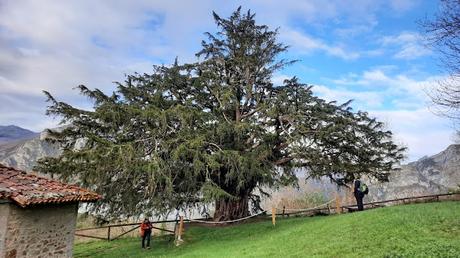 Texo de Bermiego Texo de Bermiego