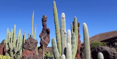Que ver en Lanzarote - Cactus