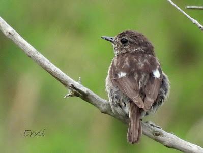 ENTRADA EN PREPARACIÓN
