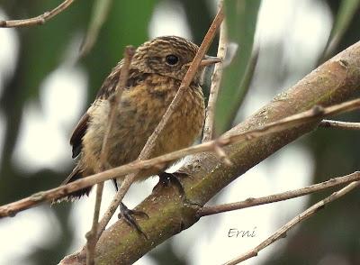 ENTRADA EN PREPARACIÓN