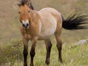 Caballo salvaje
