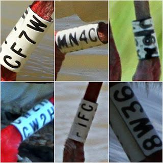 Seis cigüeñas con anillas