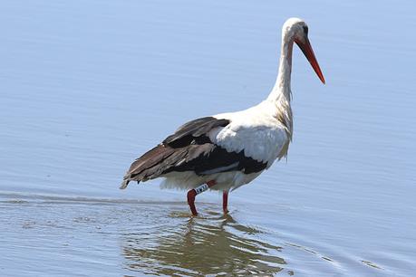 Seis cigüeñas con anillas
