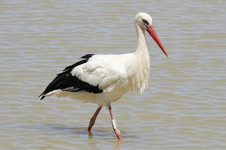 Seis cigüeñas con anillas