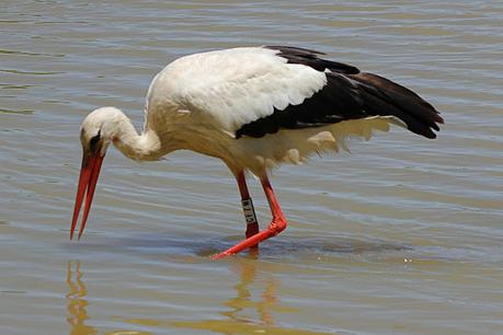 Seis cigüeñas con anillas