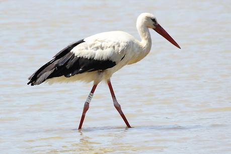 Seis cigüeñas con anillas
