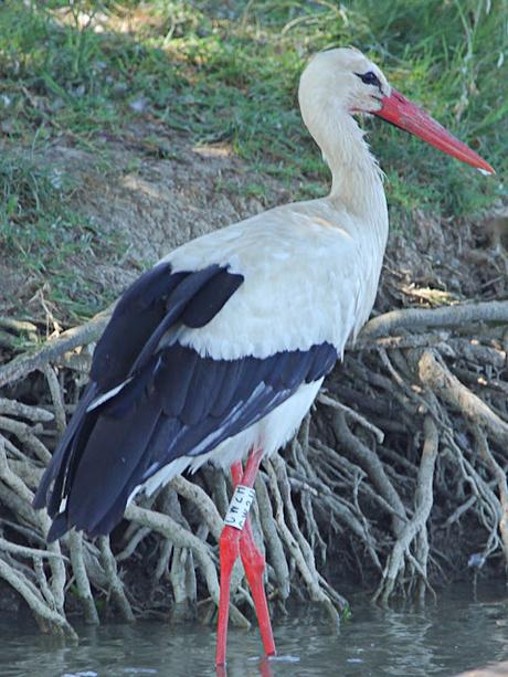 Seis cigüeñas con anillas
