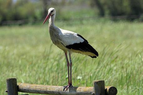 Seis cigüeñas con anillas